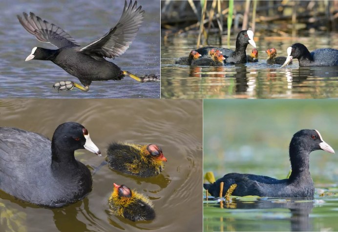 Водоплавающие птицы Крыма