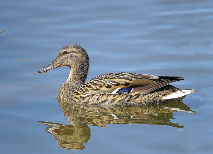 Водоплавающие птицы лебедь утка Гусь
