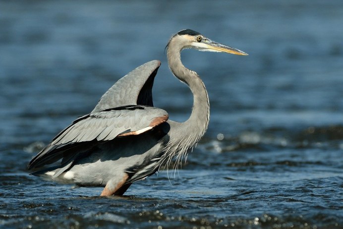 Свиязь утка