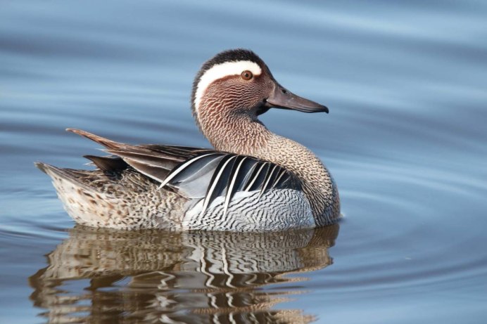 Утка Северная кряква