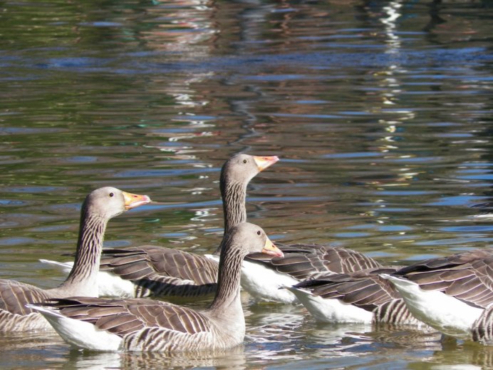 Пестроносая кряква