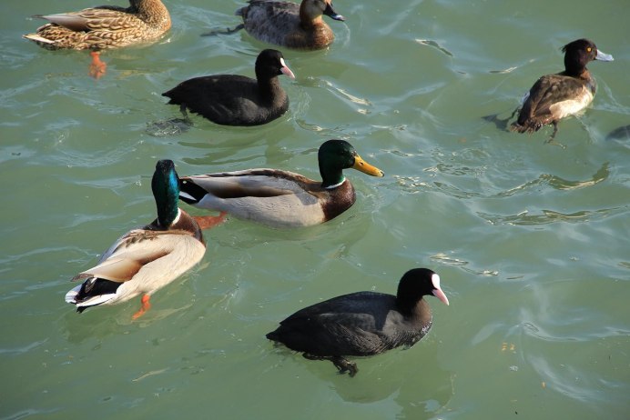 Водоплавающая птица Черноземья