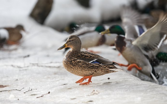 Водоплавающие птицы России фото и названия