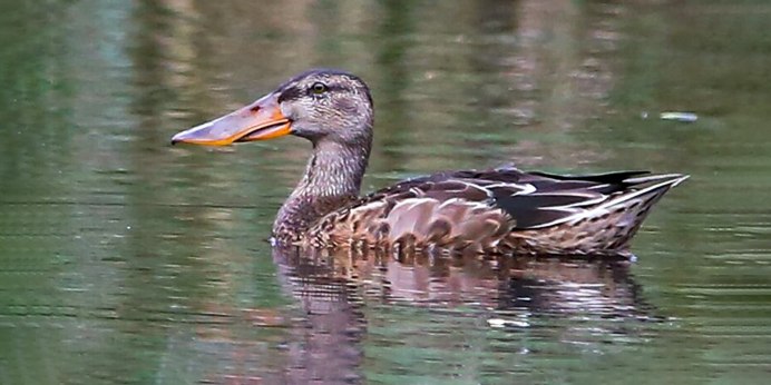 Нырок Черноморский Баклан