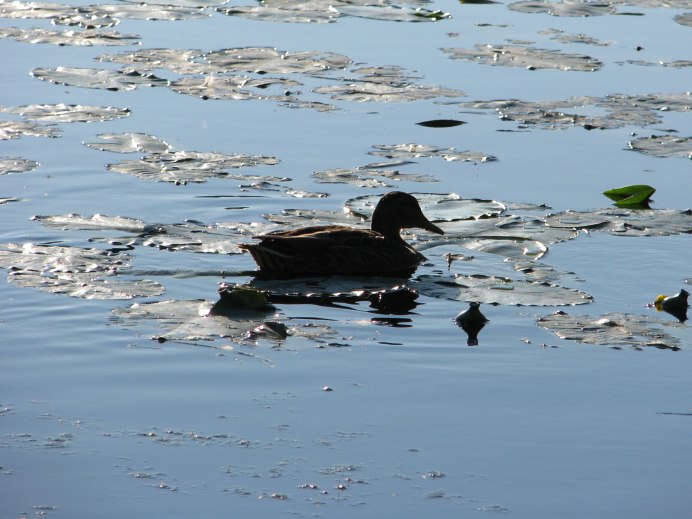 Утка кряква перелётная птица