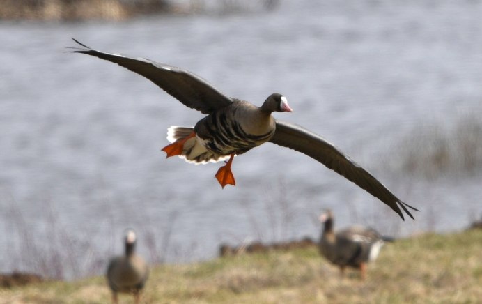 Чирок трескунок