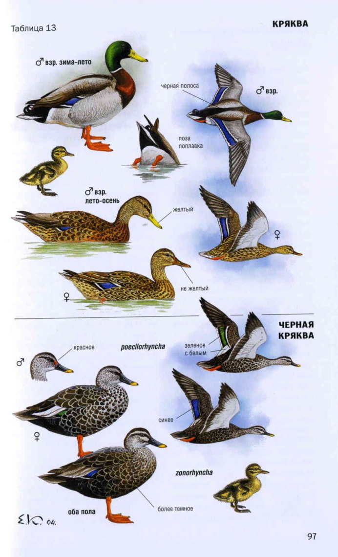 Черные водоплавающие птицы в Ленинградской области