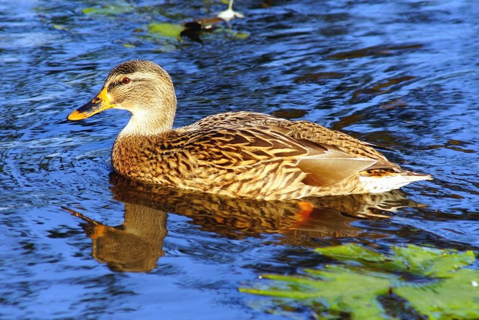 Водоплавающие утки Ленинградской