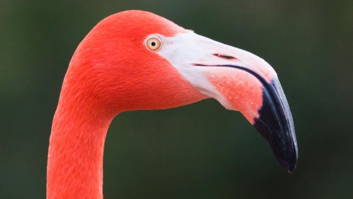 Красный Гусь, Фламинго, Phoenicopterus.