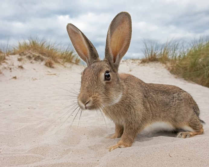 Чернохвостый заяц Северной Америки