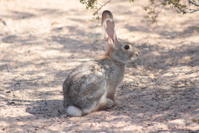 Чернохвостый калифорнийский заяц