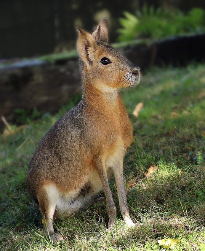 Чернохвостый калифорнийский заяц