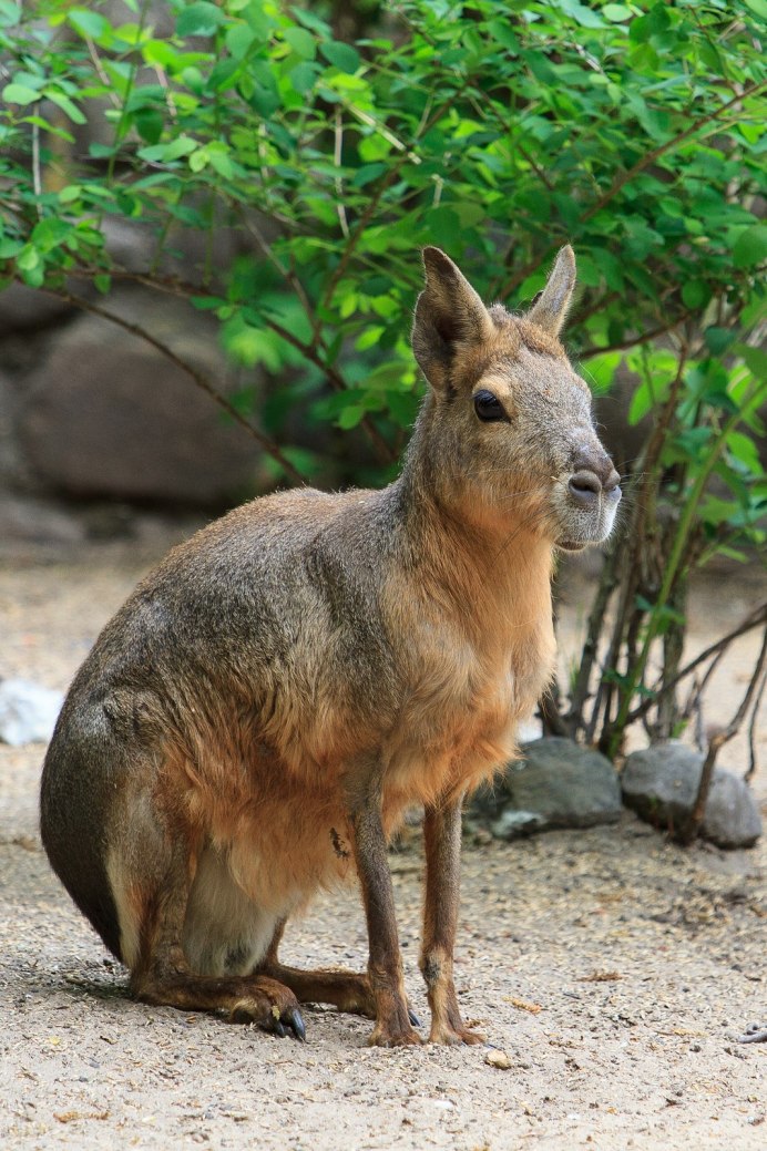 Абиссинская кошка фото с человеком