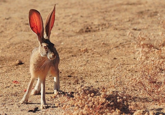 Заяц толай, песчаник