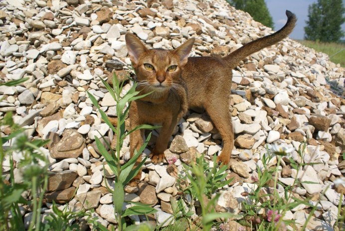 Американский заяц