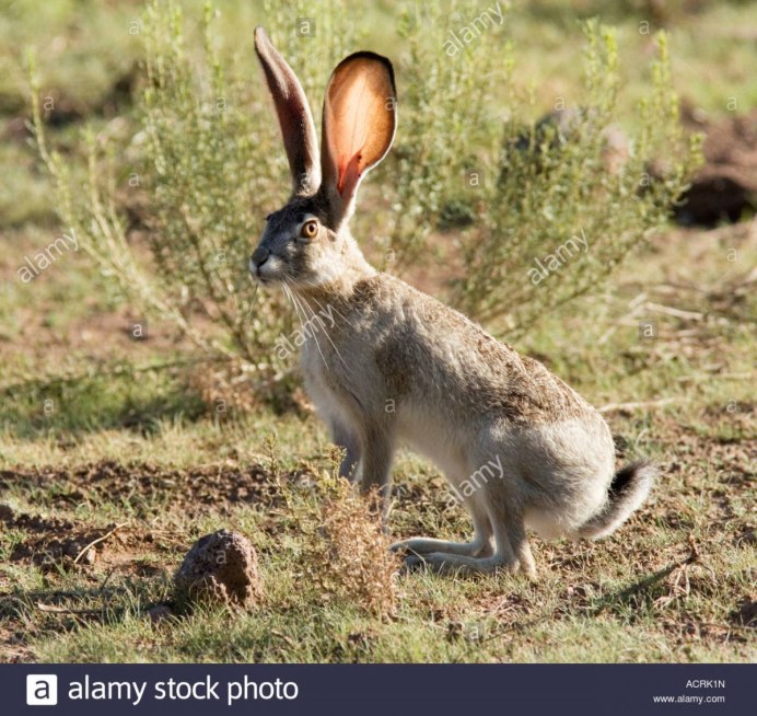 Патагонская Мара кенгуру