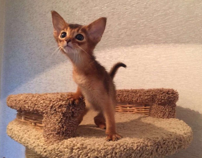 Степной заяц толай