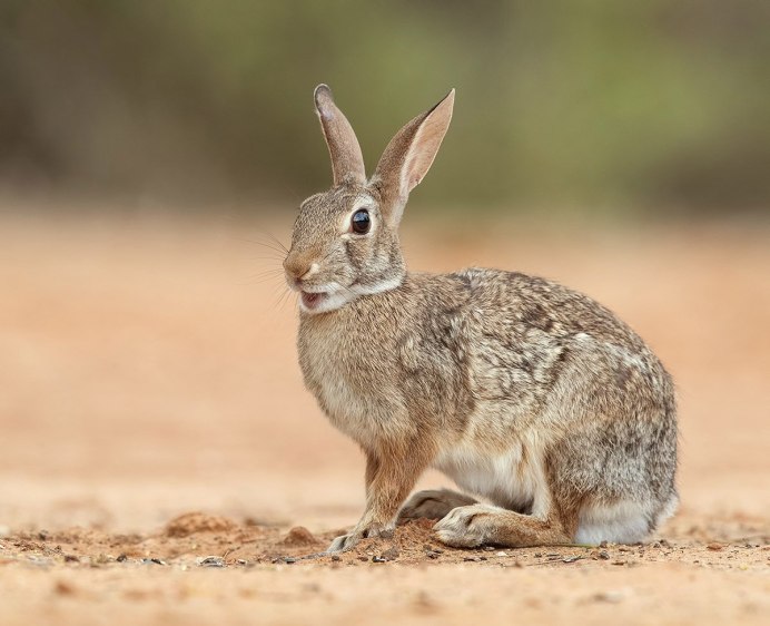 Джек рэббит заяц