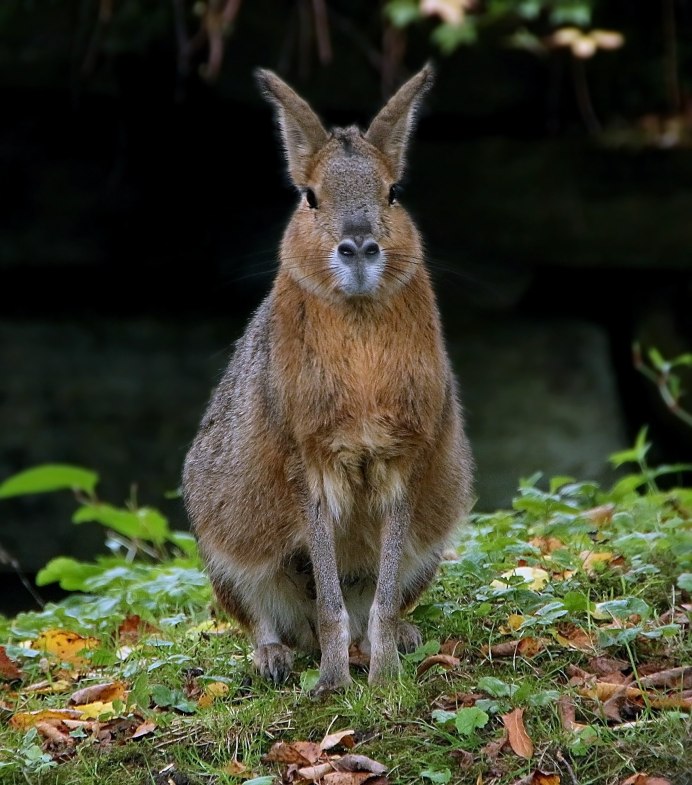 Заяц толай, песчаник