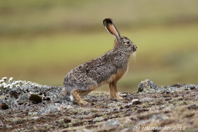 Эфиопский заяц