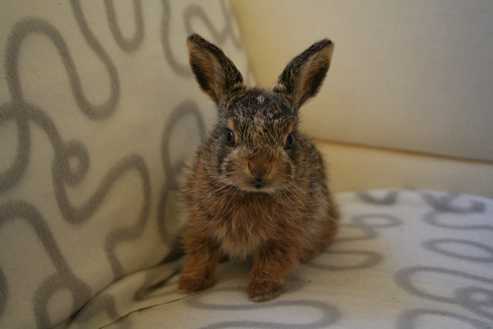 Чернохвостый заяц Северной Америки