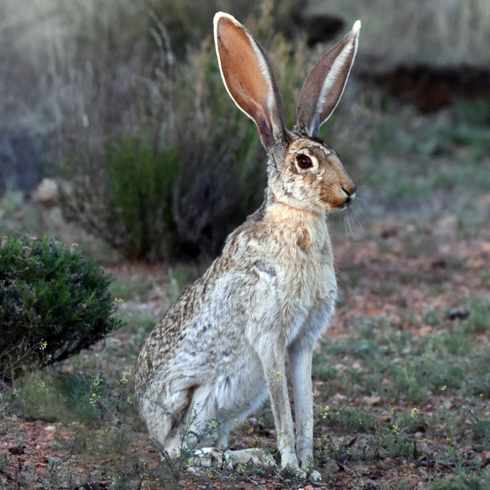 Абиссинский заяц зайцы