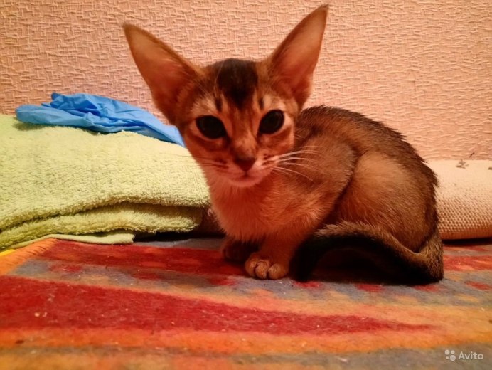 Мара Патагонский заяц