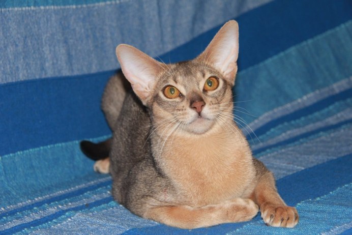 Тушканчик смешной