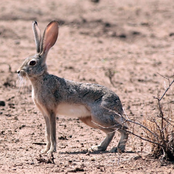 Степной заяц толай