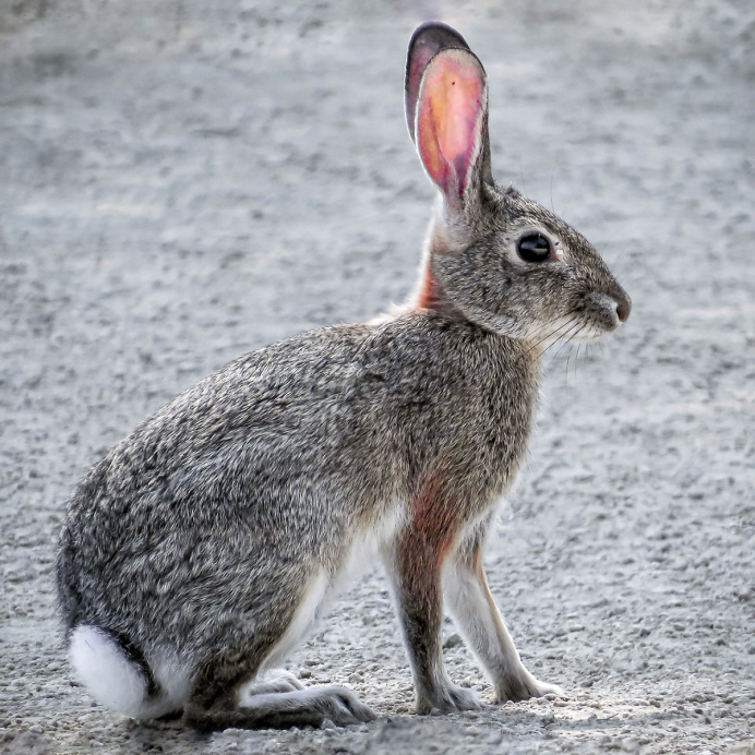 Заяц толай ареал