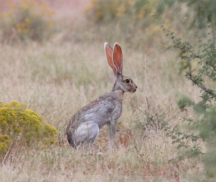Чернохвостый заяц Северной Америки