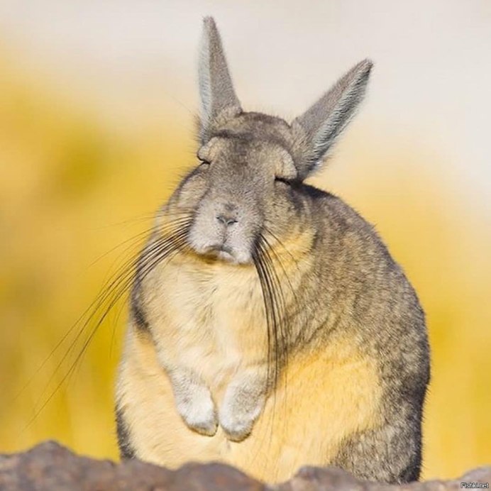 Фото котят абиссинских пушистых маленьких