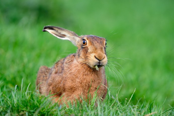 Lepus capensis