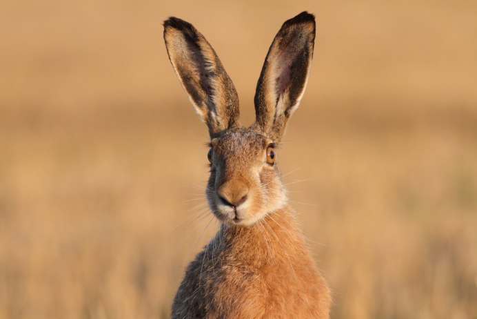 Горная вискаша
