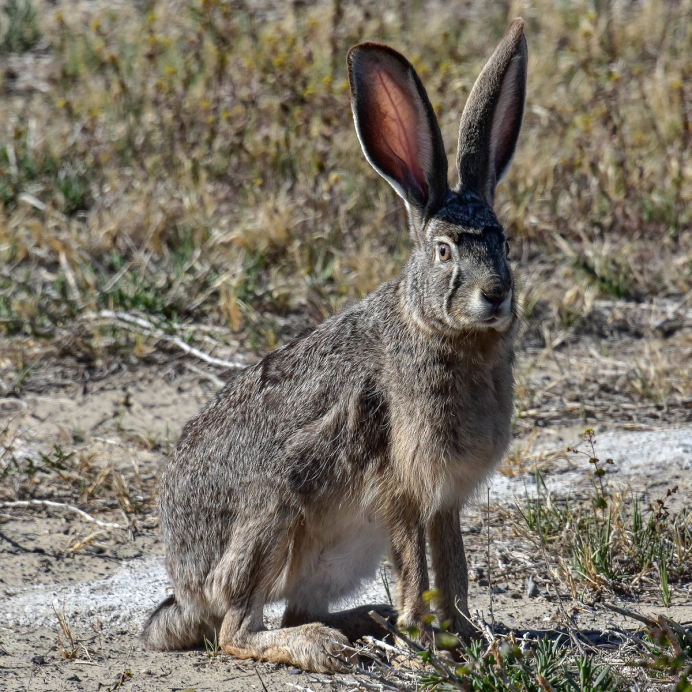 Антилоповый заяц