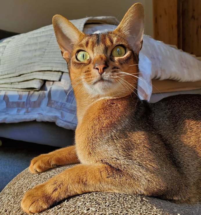 Египетская кошка Абиссинская