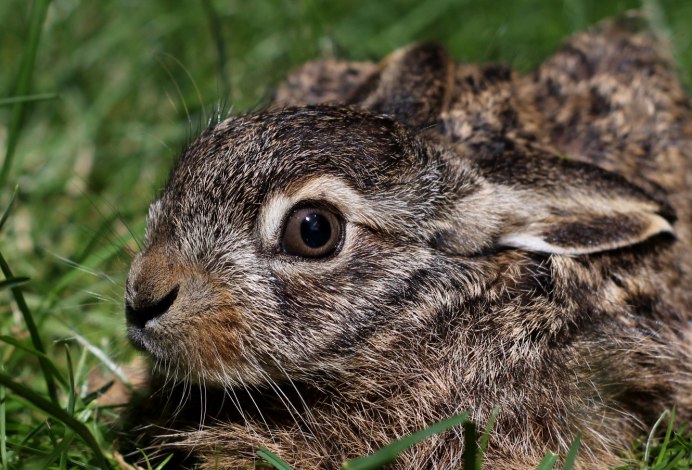 Степной заяц толай