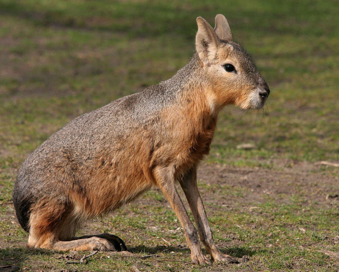Иберийский заяц Португалия