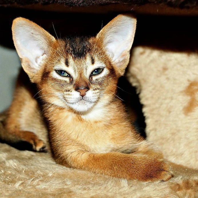 Абиссинская фавн