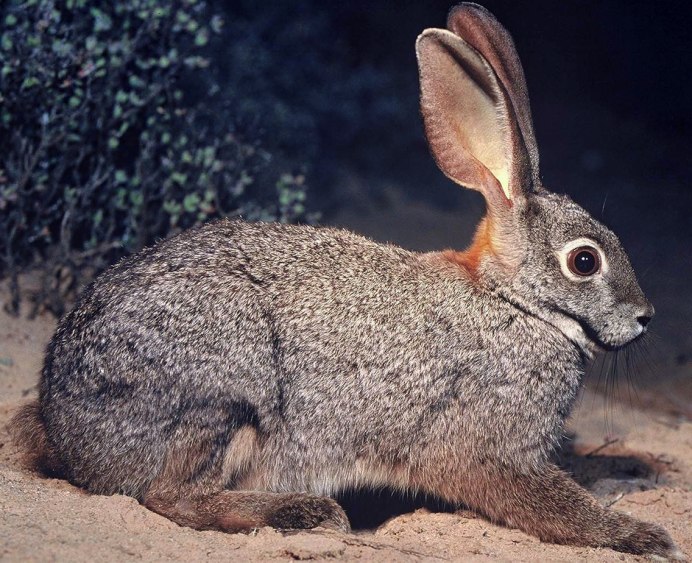 Пустынный заяц