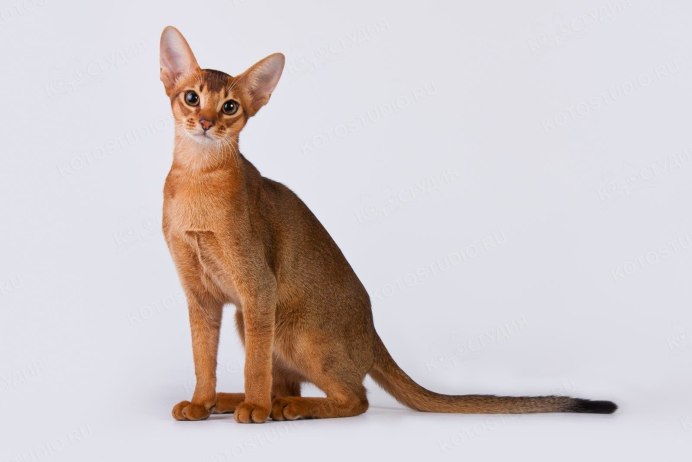 Гулять с абиссинцем