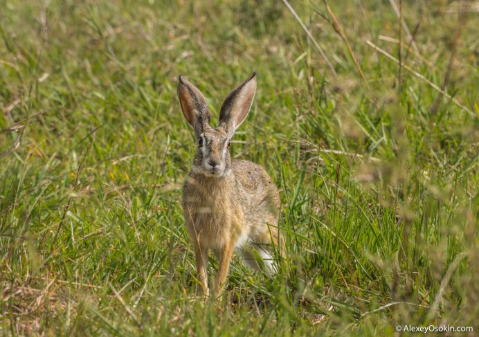 Чернохвостый калифорнийский заяц