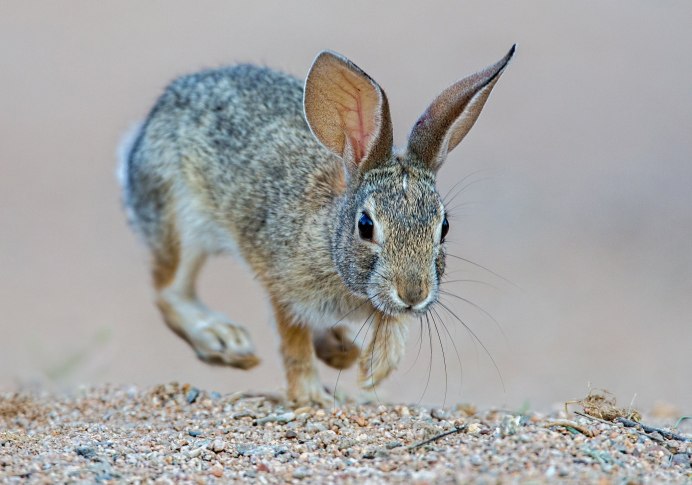 Степной кролик Sylvilagus audubonii