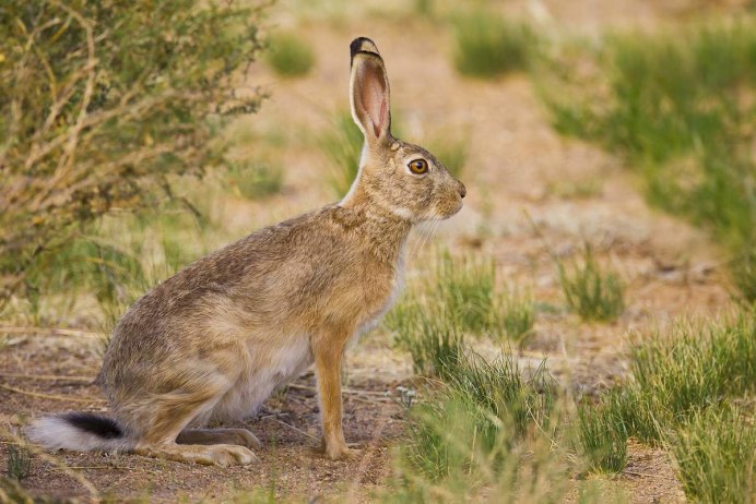 Шакал пустыни Каракум