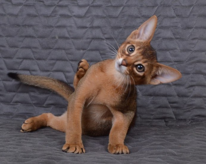 Matthew zayac Wikipedia