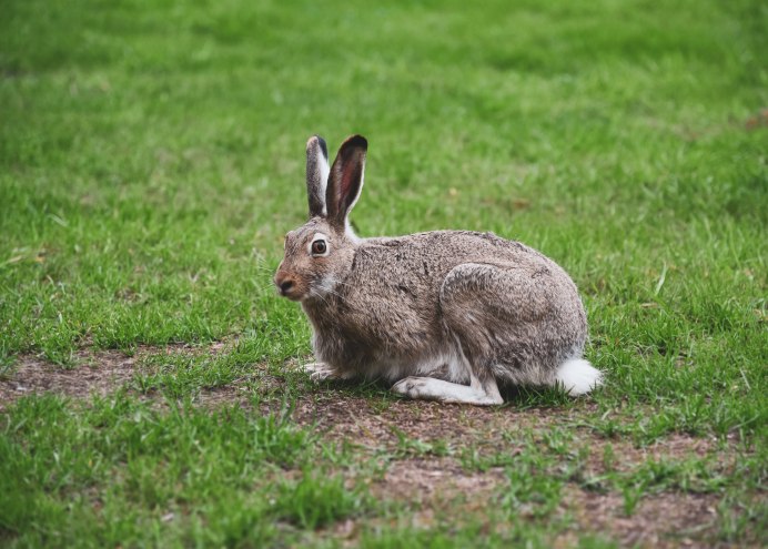 Заяц Русак с крольчатами