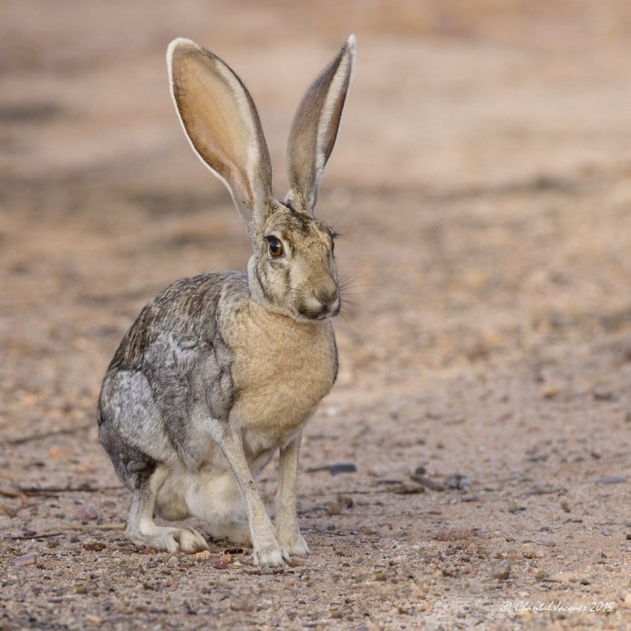 Dolichotis patagonum