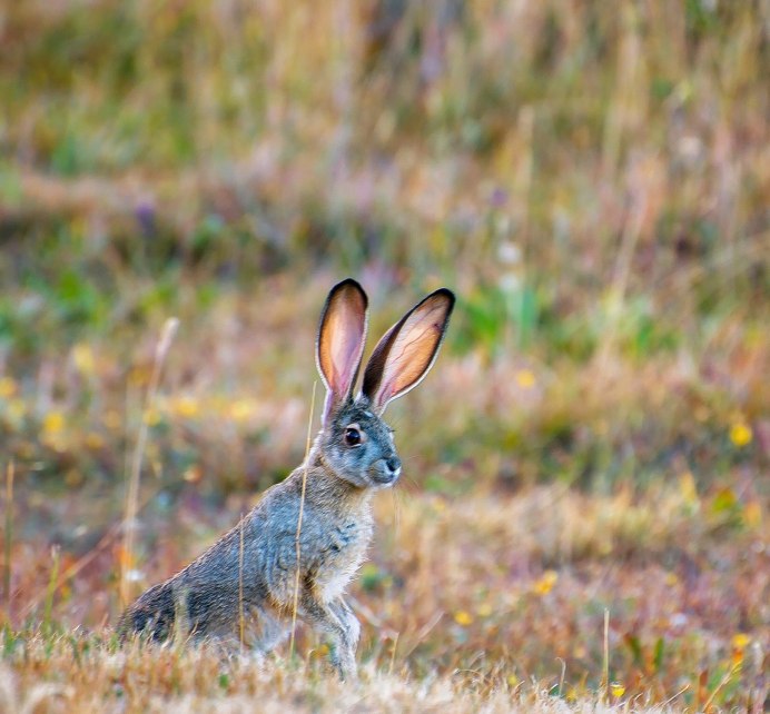 Антилоповый заяц (Lepus alleni)