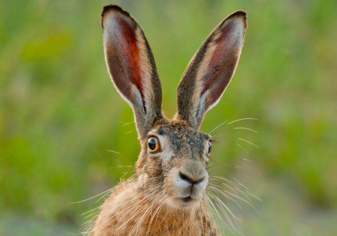 Дикий кролик Северной Америки