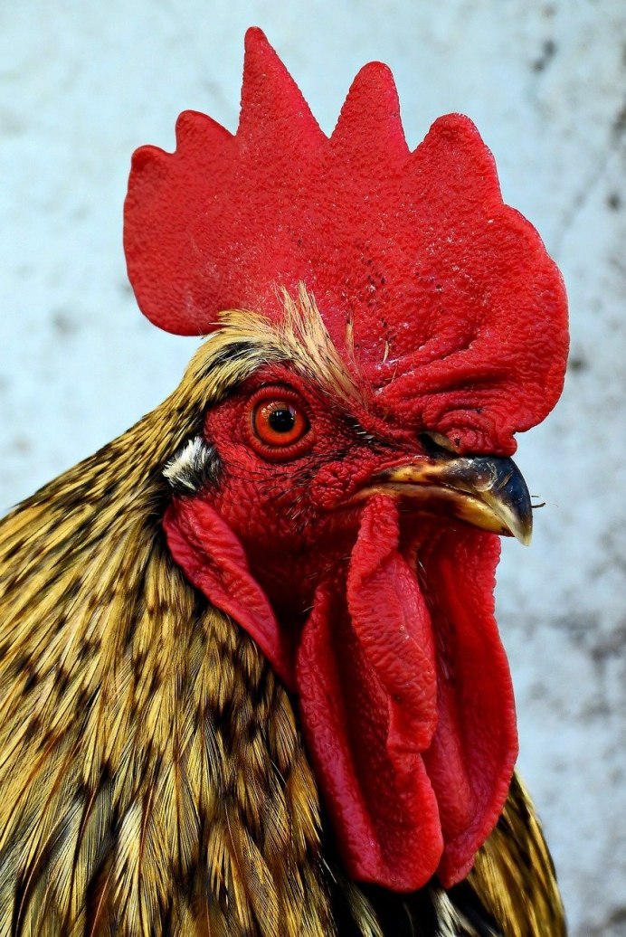 Гребень курицы - картинки и фото poknok.art